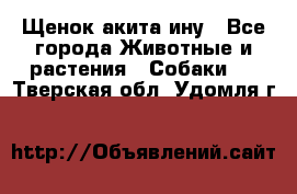 Щенок акита ину - Все города Животные и растения » Собаки   . Тверская обл.,Удомля г.